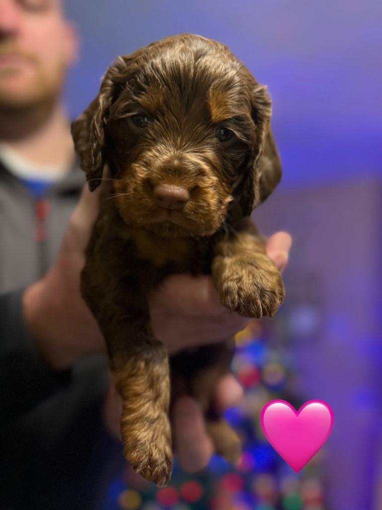 ✨ Chocolate & Tan Cocker Spaniel Puppies ✨