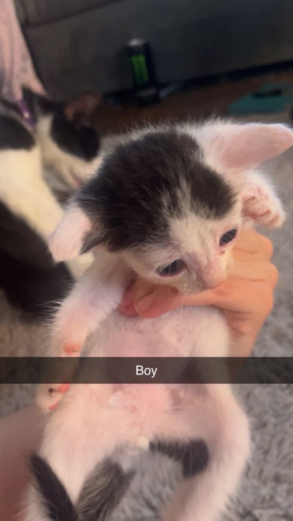 Kittens 