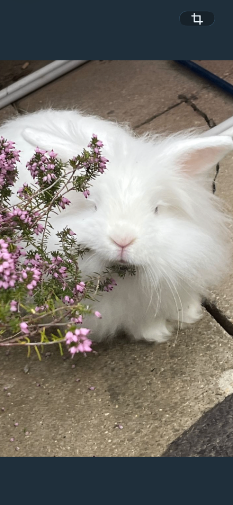 Lion head baby  rabbits 