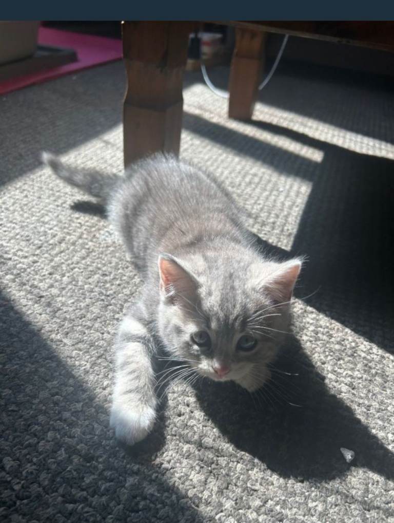 Kitten 