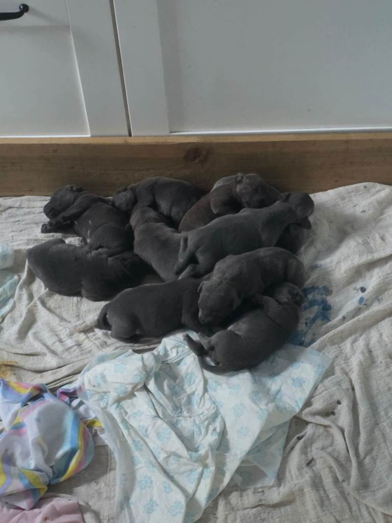Blue staffie pups.