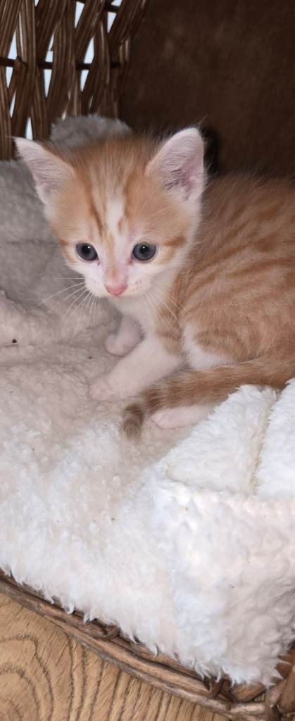 5 week old kittens