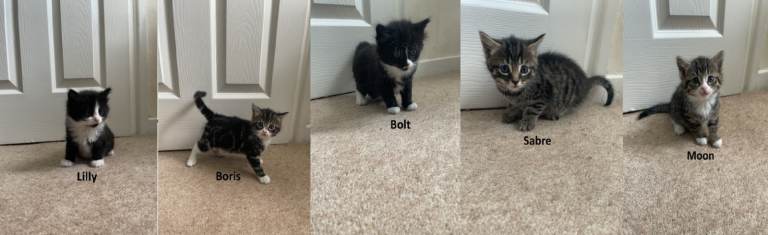 Beautiful Friendly Kittens – Litter Trained – Ready for Loving Homes