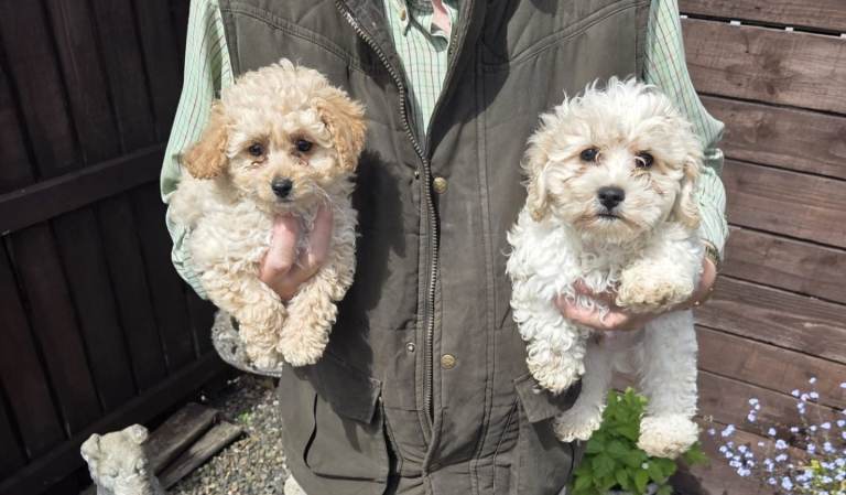 Cavapoochon Puppies 