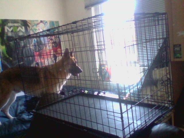 Large Dog Cage