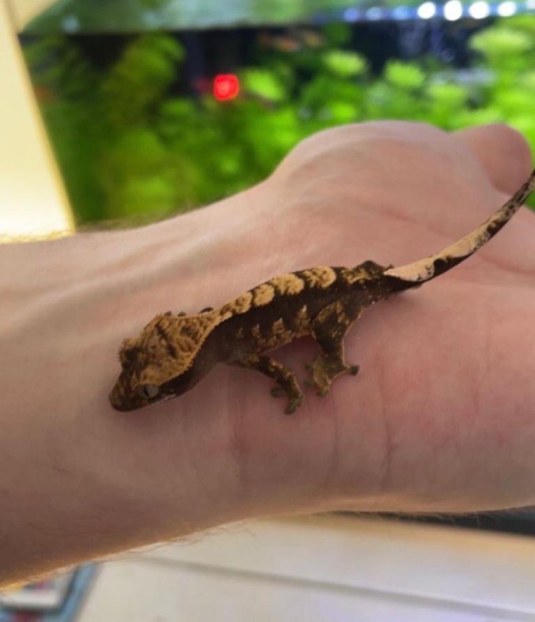 Baby Crested Gecko and Tank for sale 