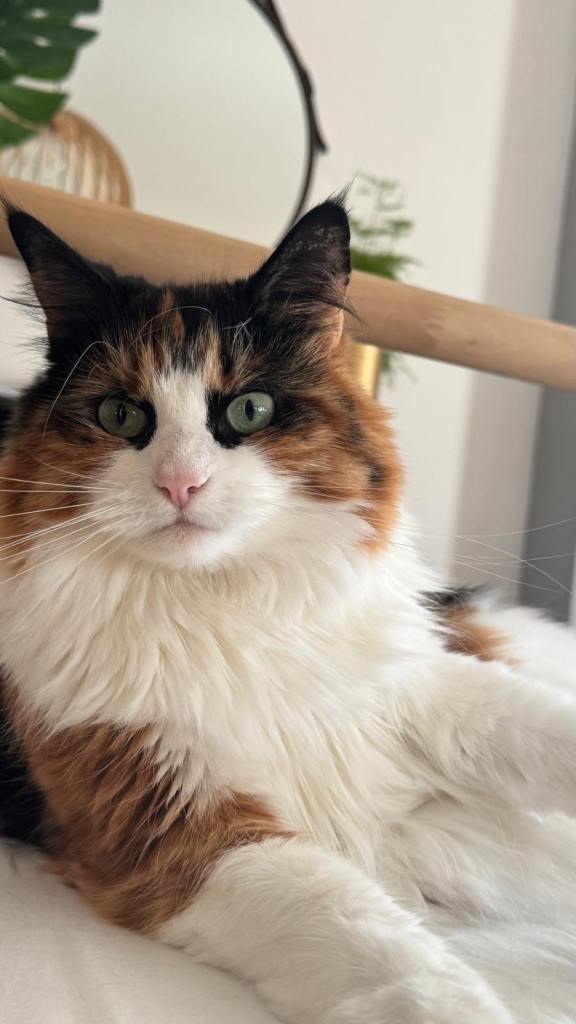 Female cat for rehoming
