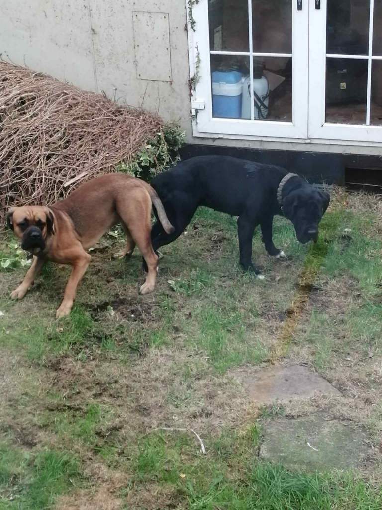 Cane Corso Puppies Ready in 8 weeks 