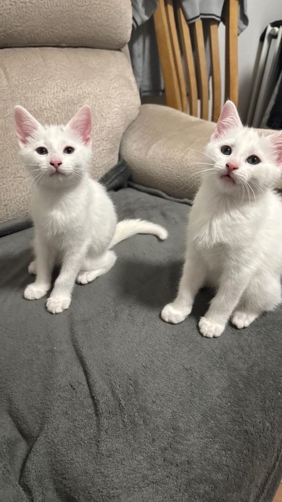 Kittens for sale