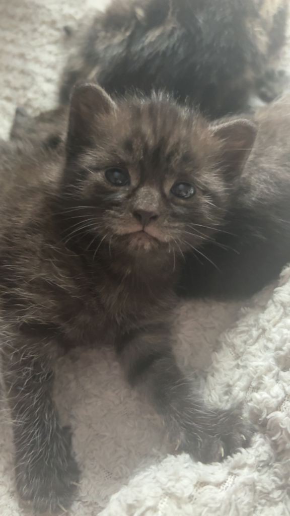 Two black, black and gray kittens 12 weeks playful and cuddly females 