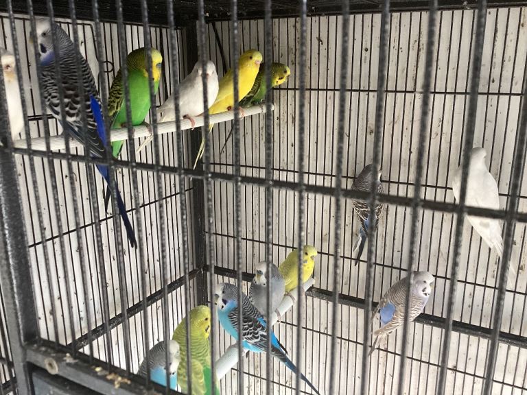 Baby and adult budgies 