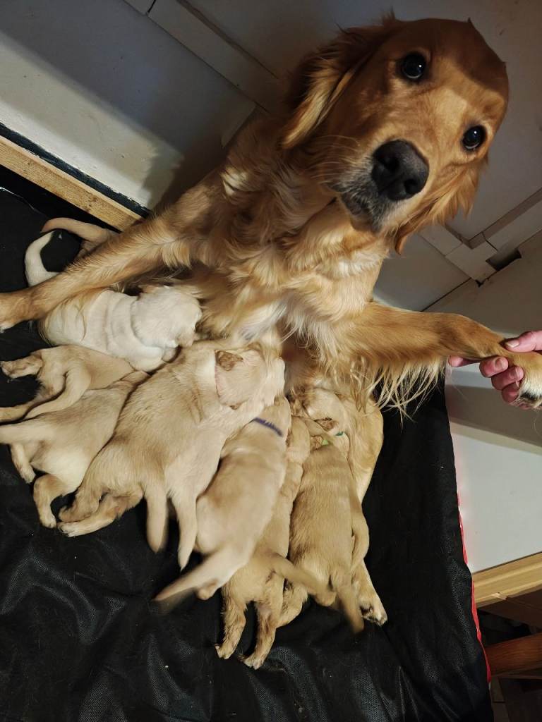 10 Beautiful Golden Retriever puppies 