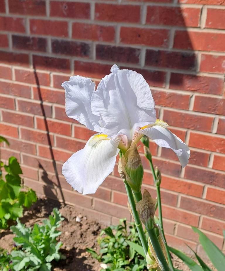 Iris white and other  plants, garden 