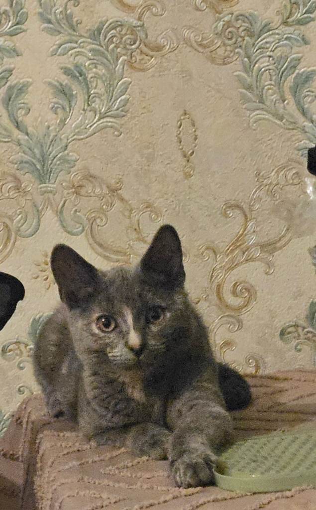4 month old Grey Male Kitten*SOLD*