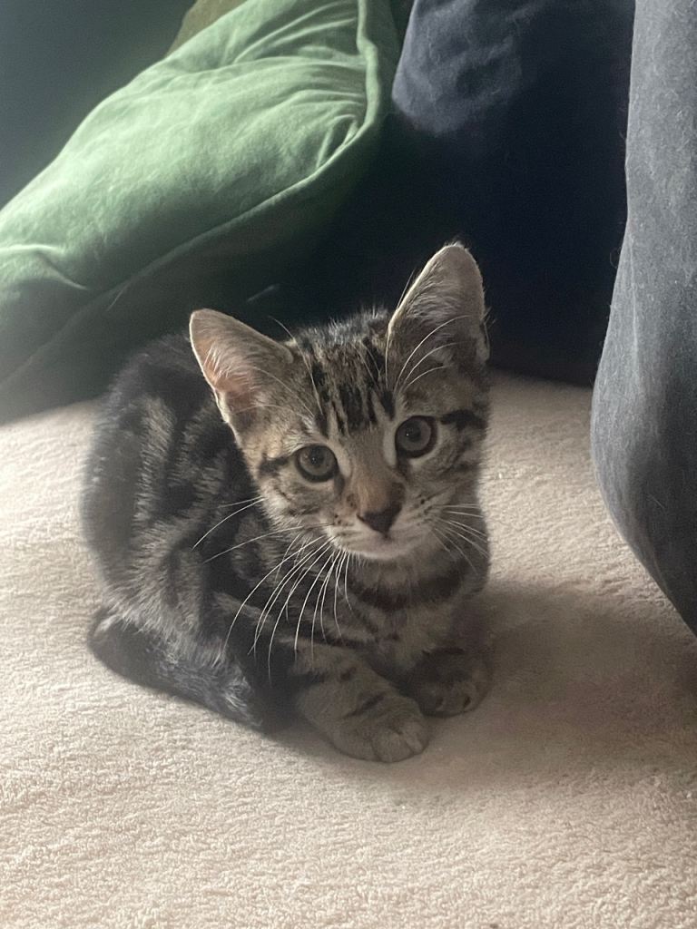 Last Beautiful bengal mixed boy (reduced)