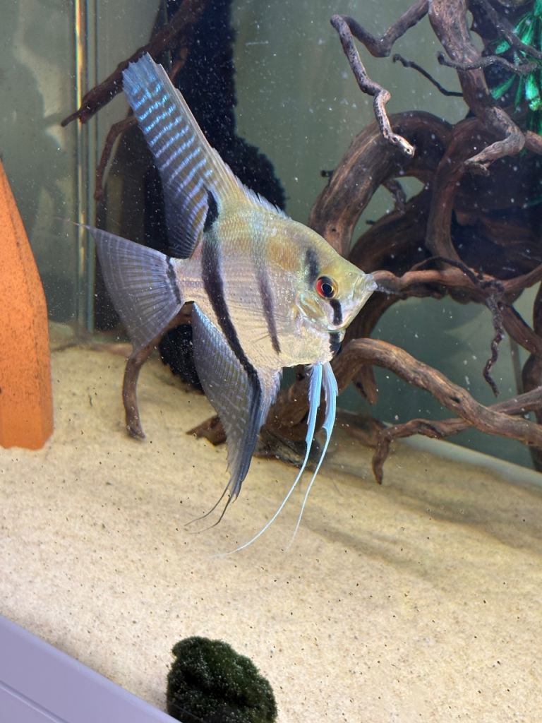 Breeding pair of wild type silver angel fish 