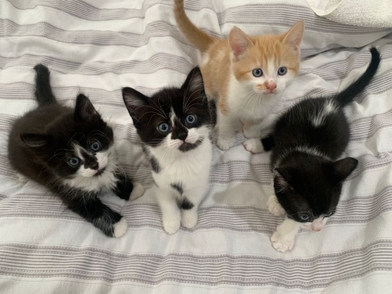 Cute Ragdoll mix kittens 