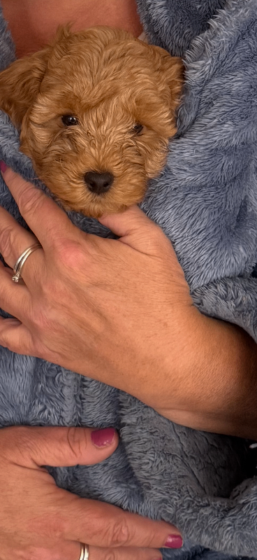 Toy Cavapoo