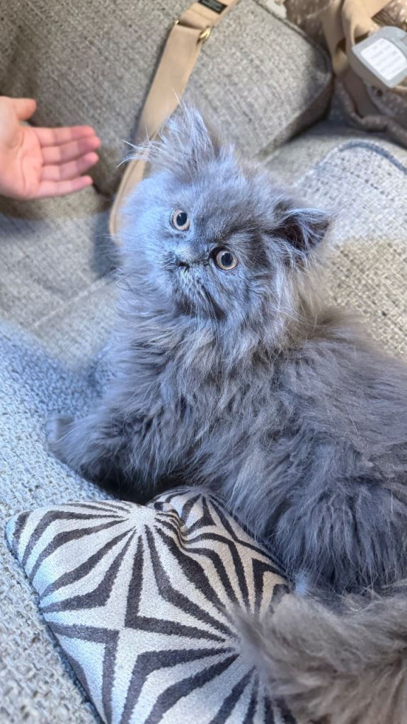 Persian kitten 