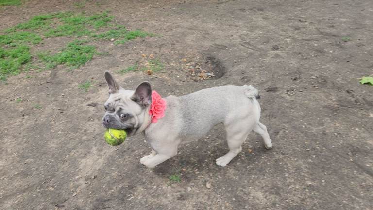 French Bulldog 8 months Female 