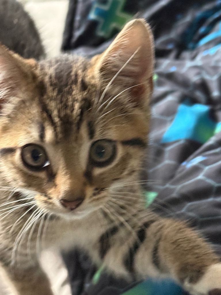 Two beautiful female tabby kittens 