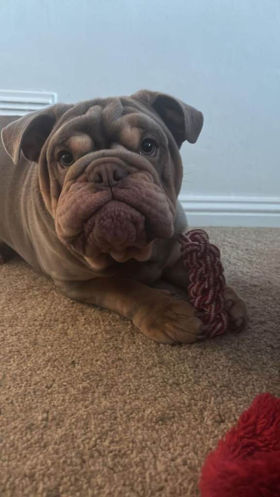 English bulldog Stunning 7 month old Fawn and Lilac Boy 