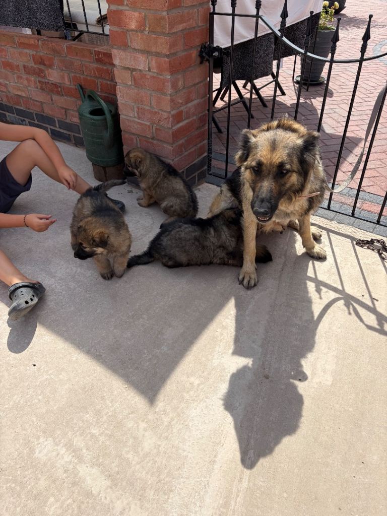 German shepherd 