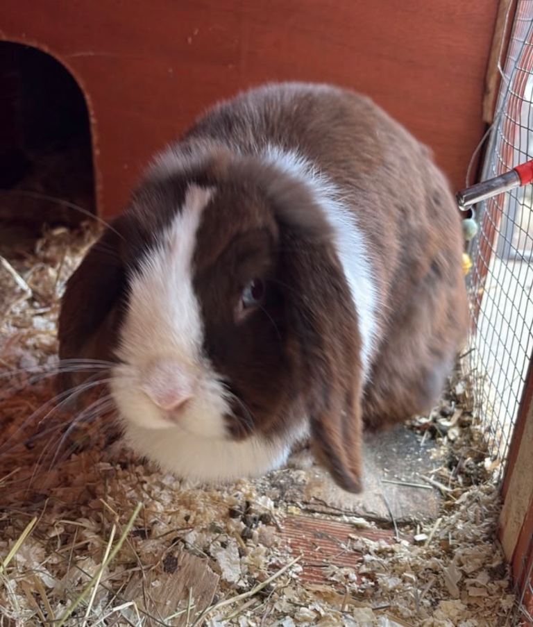 Mini lop (sold)