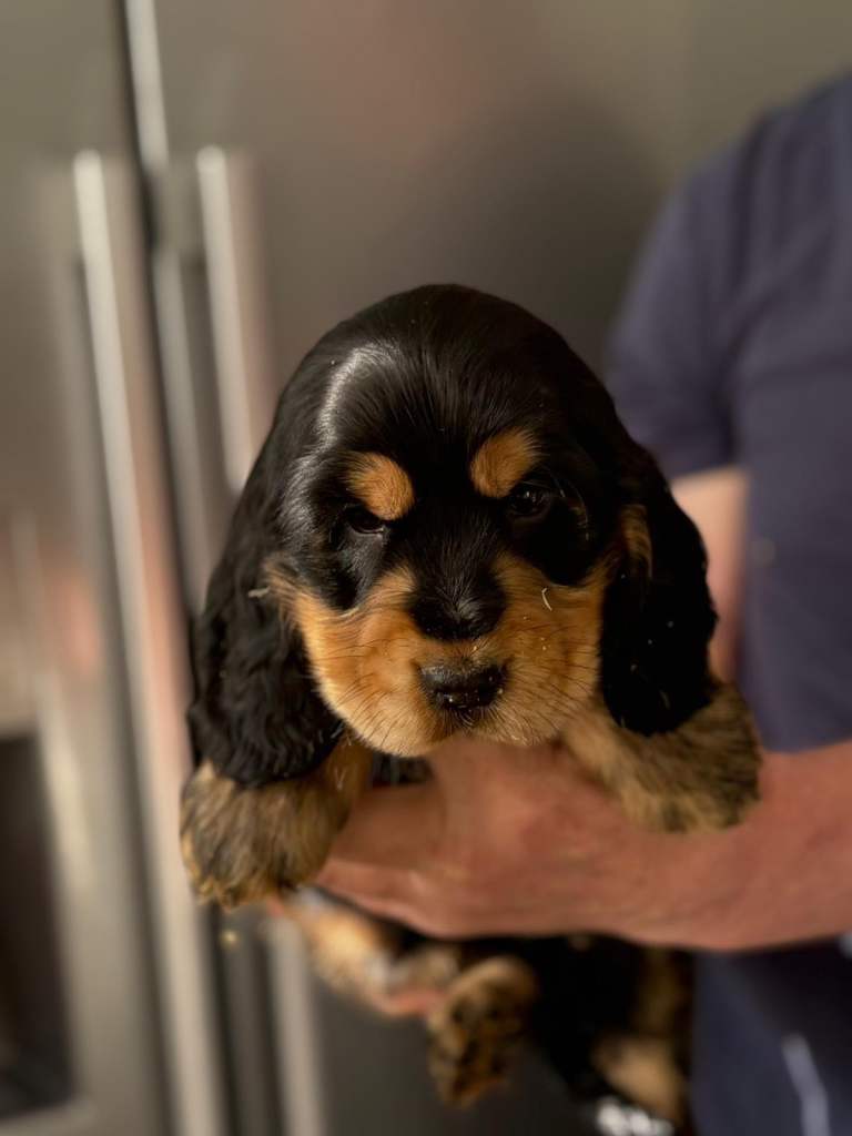 Show cocker spaniels 