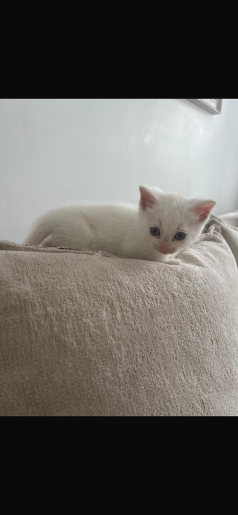 Fluffy white kitten 
