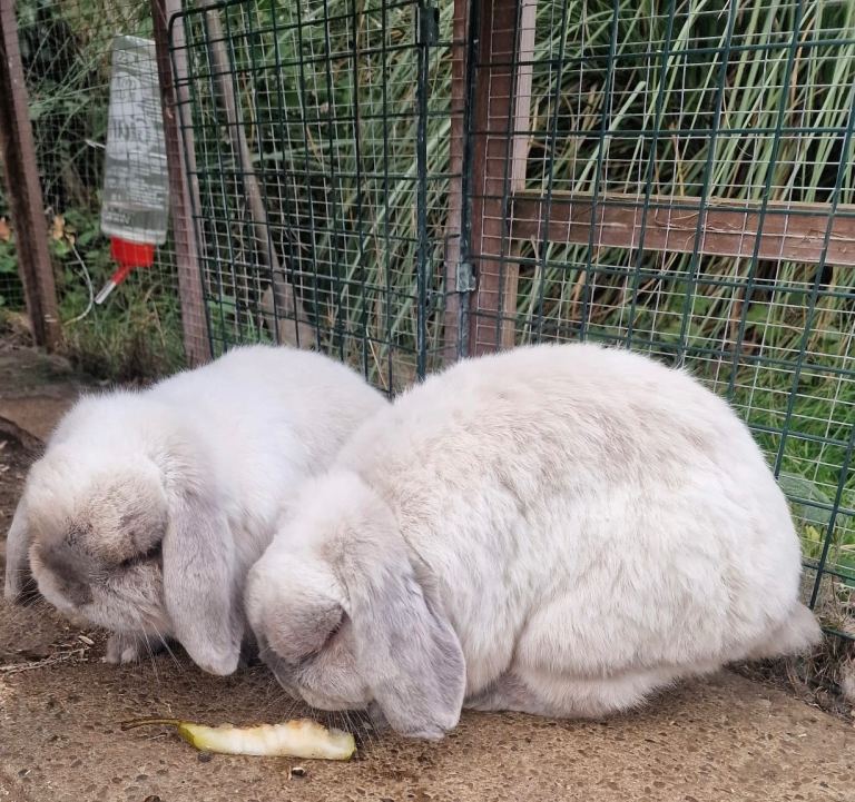 Two small lop eared rabbits 