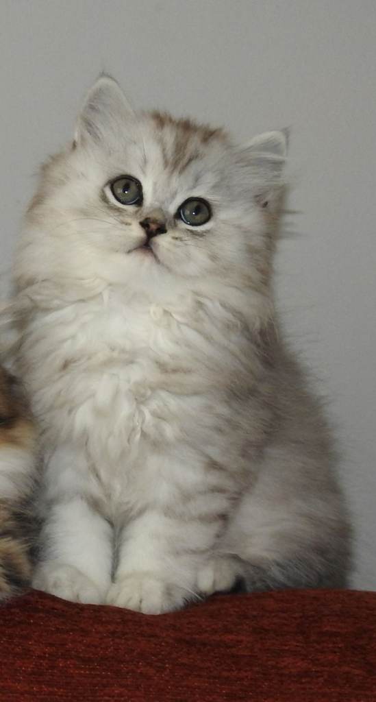 Mix Persian ,British longhair 