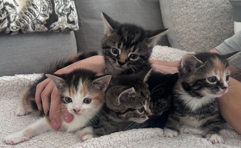 Lovely kittens 