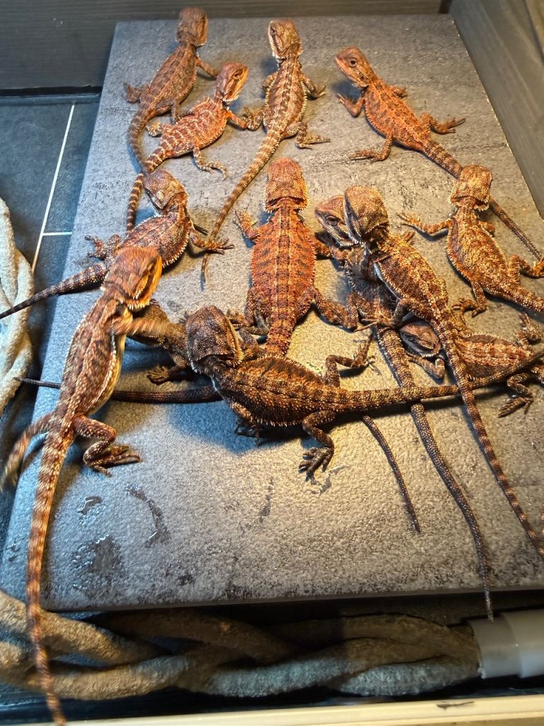 Black bloodline 100% red monster translucent bearded dragons 