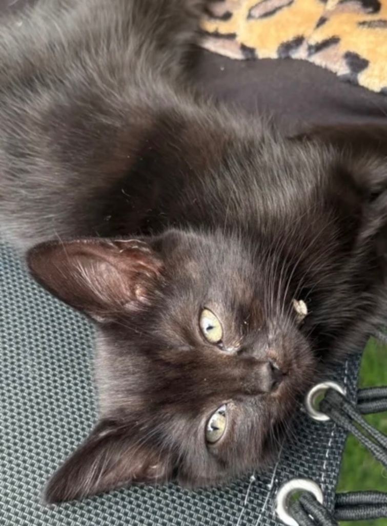 Black Kittens looking for forever Home
