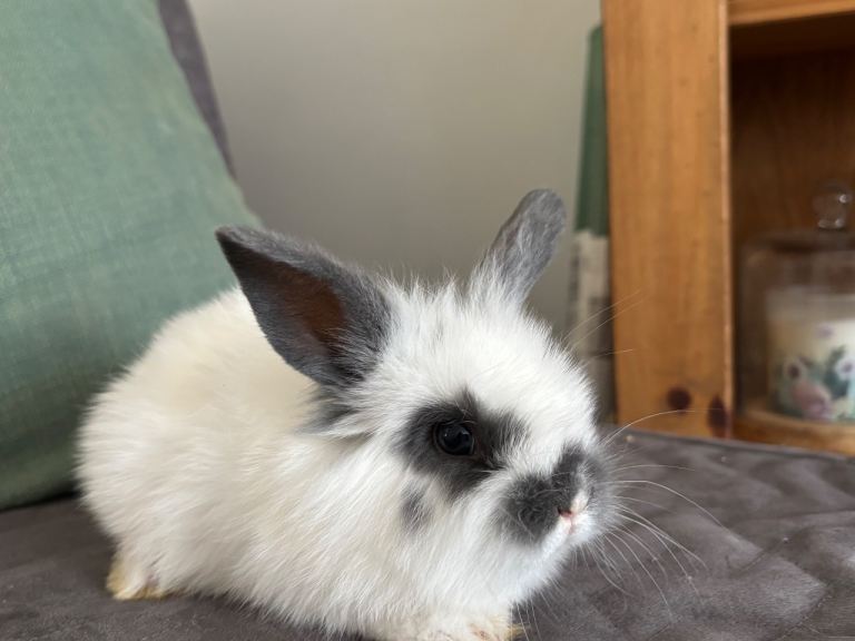 Baby Rabbits £30
