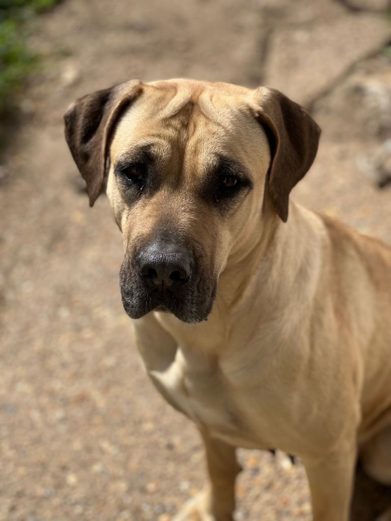Presa Canario needs home