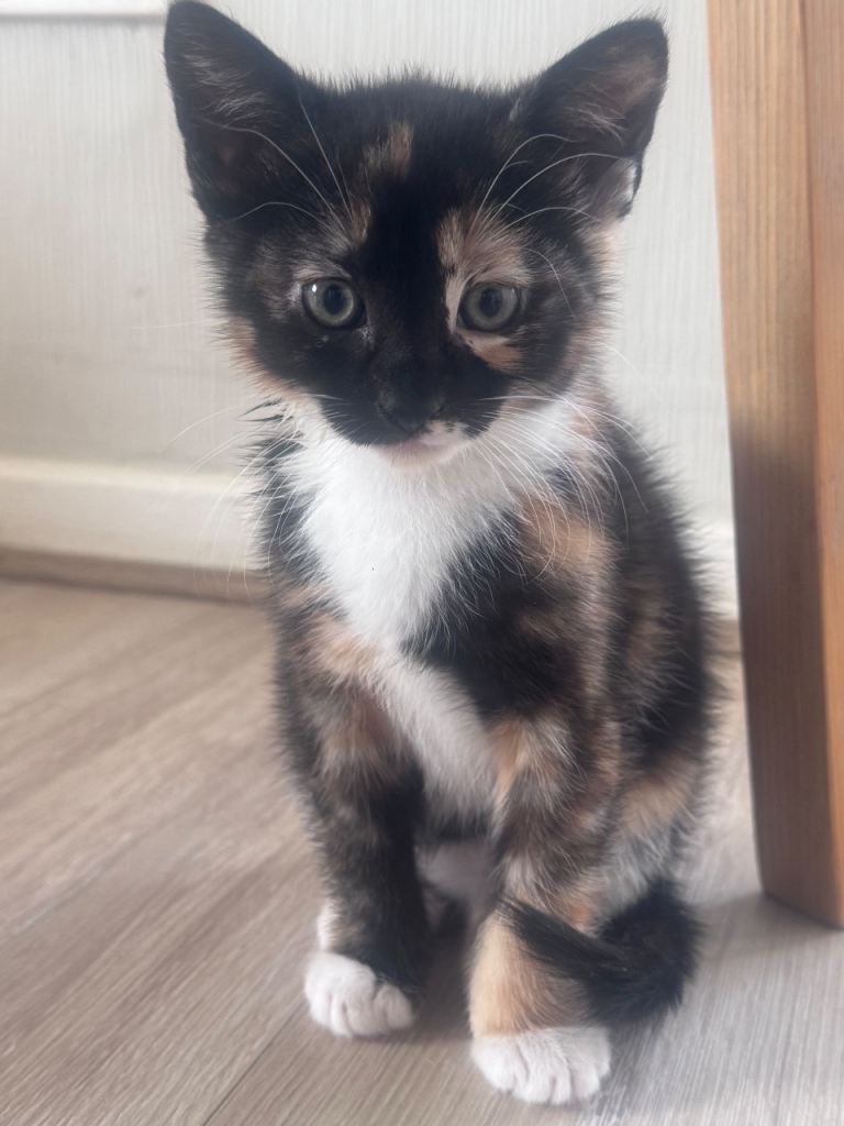 Female kitten looking for her forever home