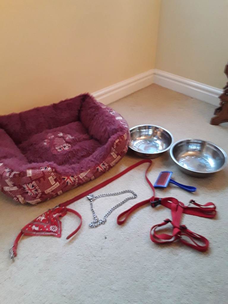 Dog bed and accessories