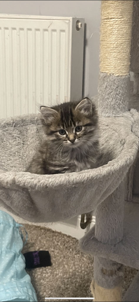 Norwegian forest cat/ragdoll mix 