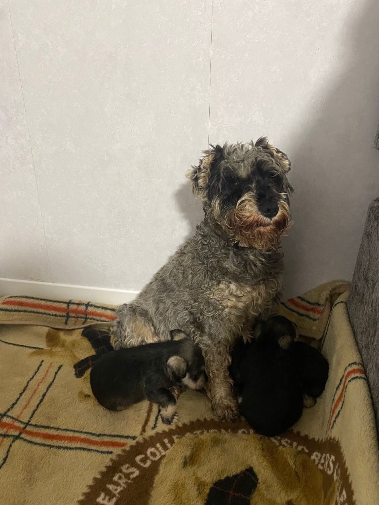 Mini schnauzer