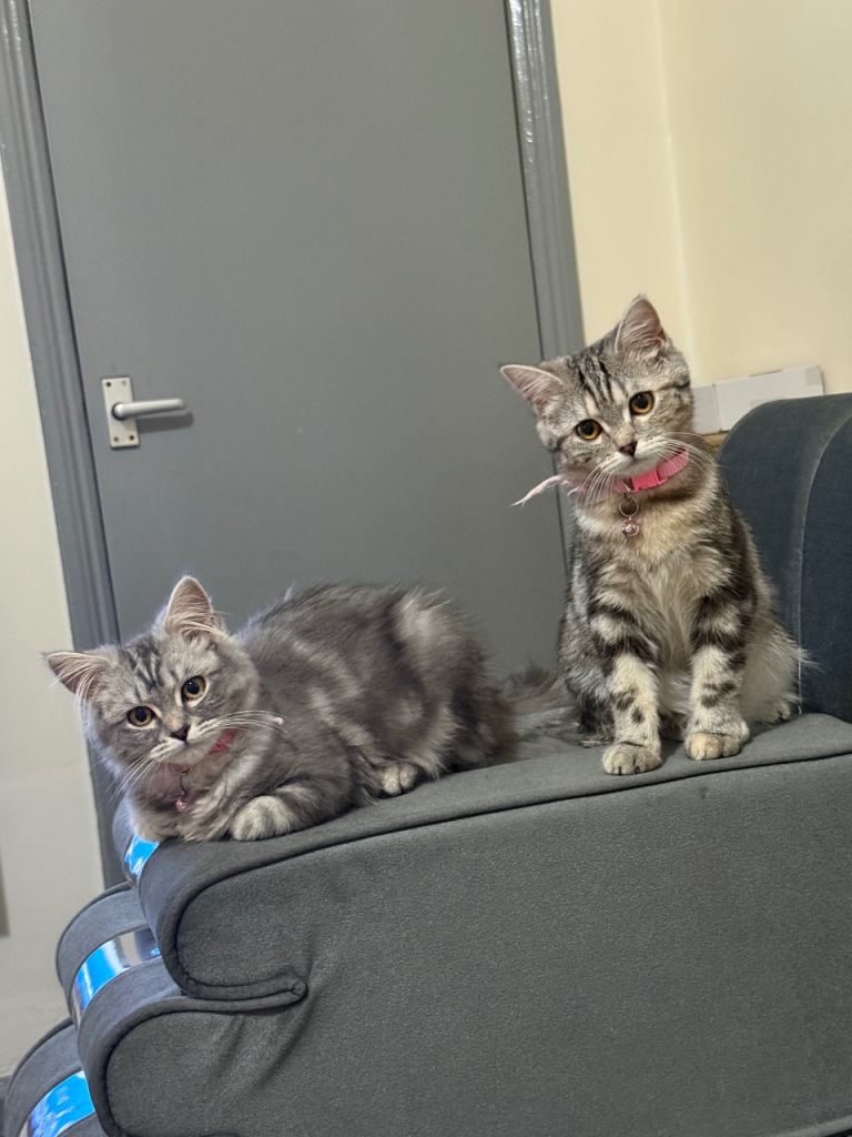 2 lovely sisters kittens are for sale . Mzo is BSH cost 550£and Nazo costs 700£ Both are cost 900£