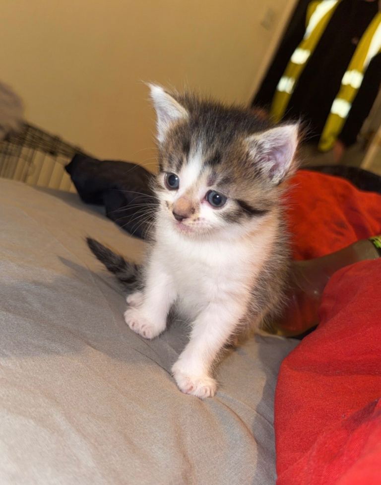 Kittens 