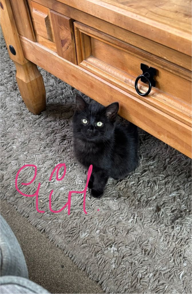 5 Kittens, ready to leave now 