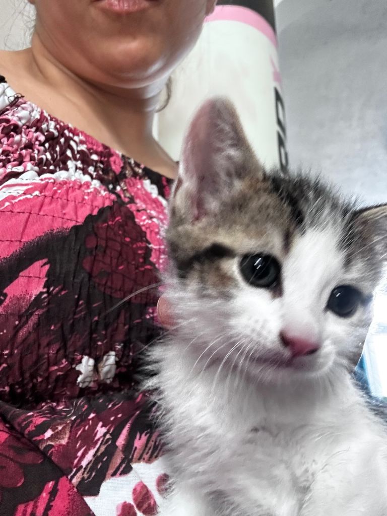 6 kittens- bengal tabby, grey, tortoise, marble, black, 