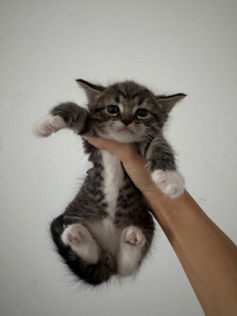 Tabby Male kitten looking for a new loving home 