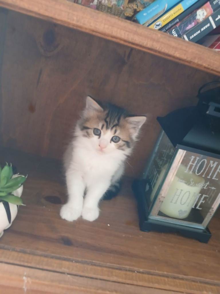 Mixed longhair and Shorthair kittens ready for a new home