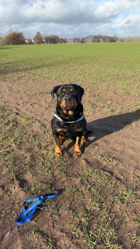 Rottweiler for sale