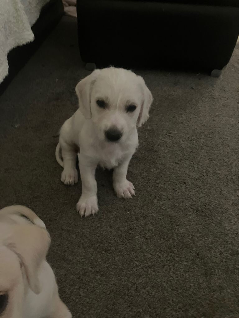 Lurcher puppies