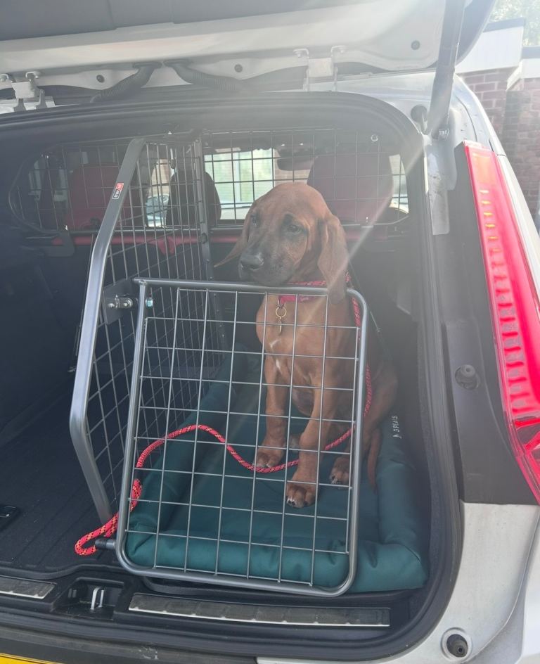 Volvo XC40 dog guard, divider & gate